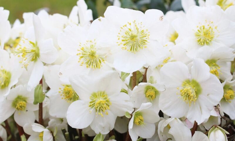Christmas rose.
