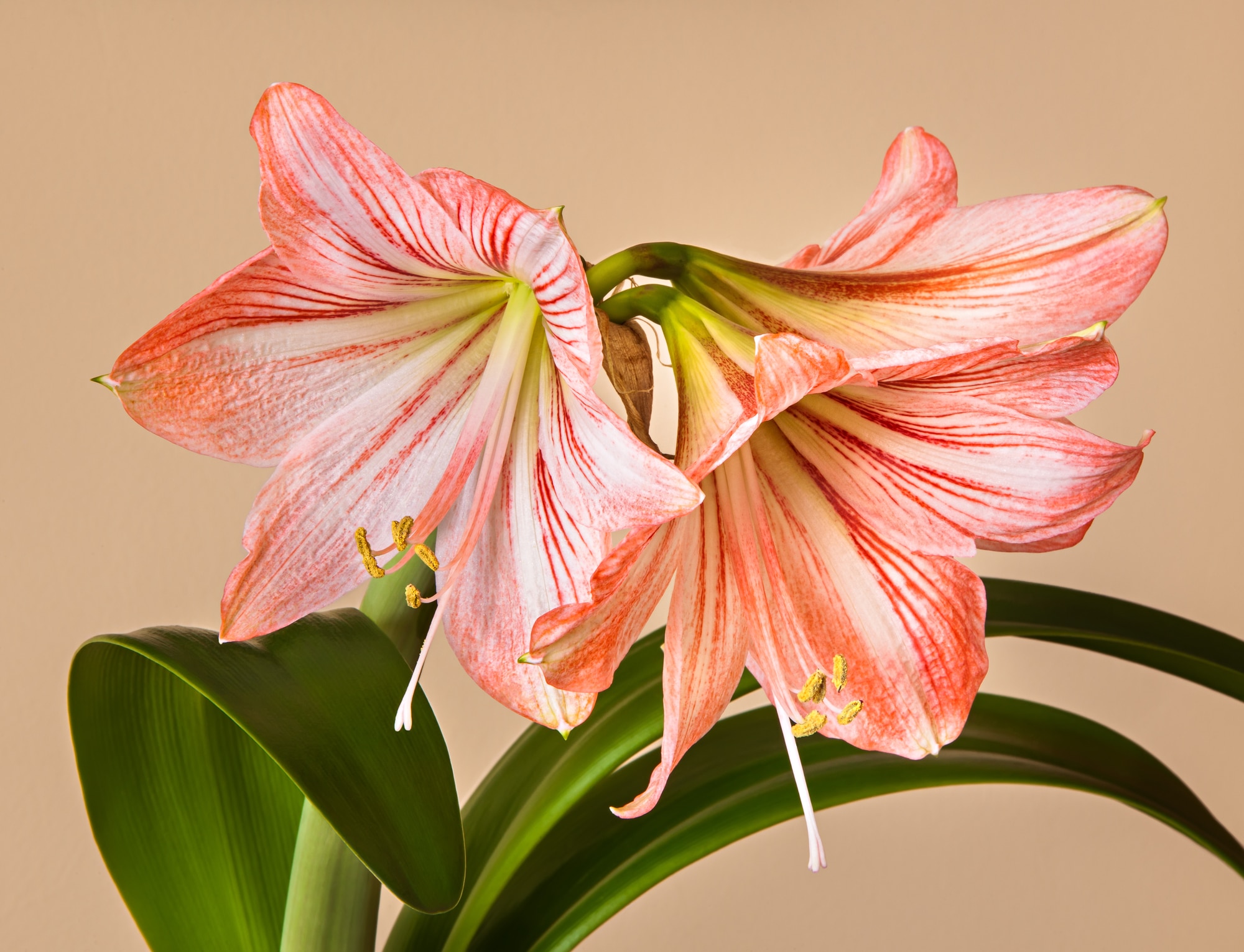 Living Coral Amaryllis 