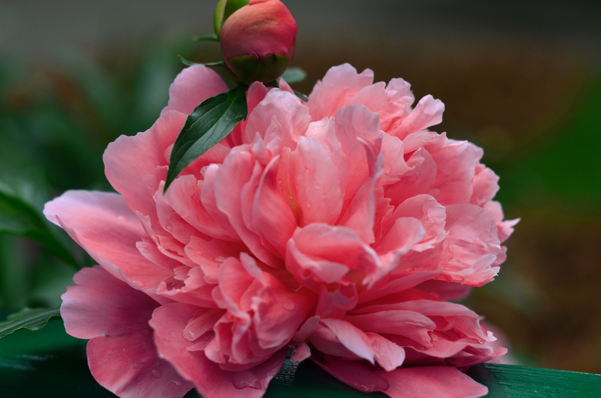 Coral Charm Peony Flower