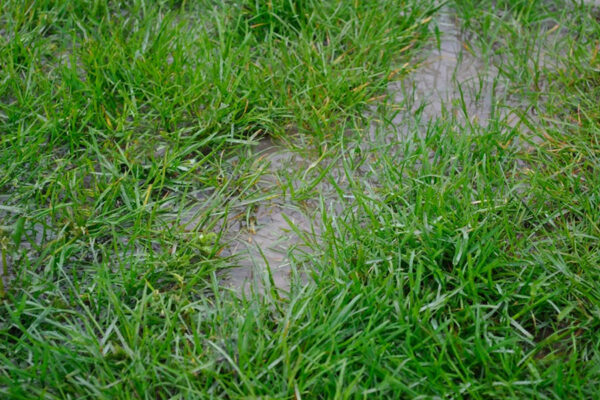 Flooded lawn caused by drainage problems