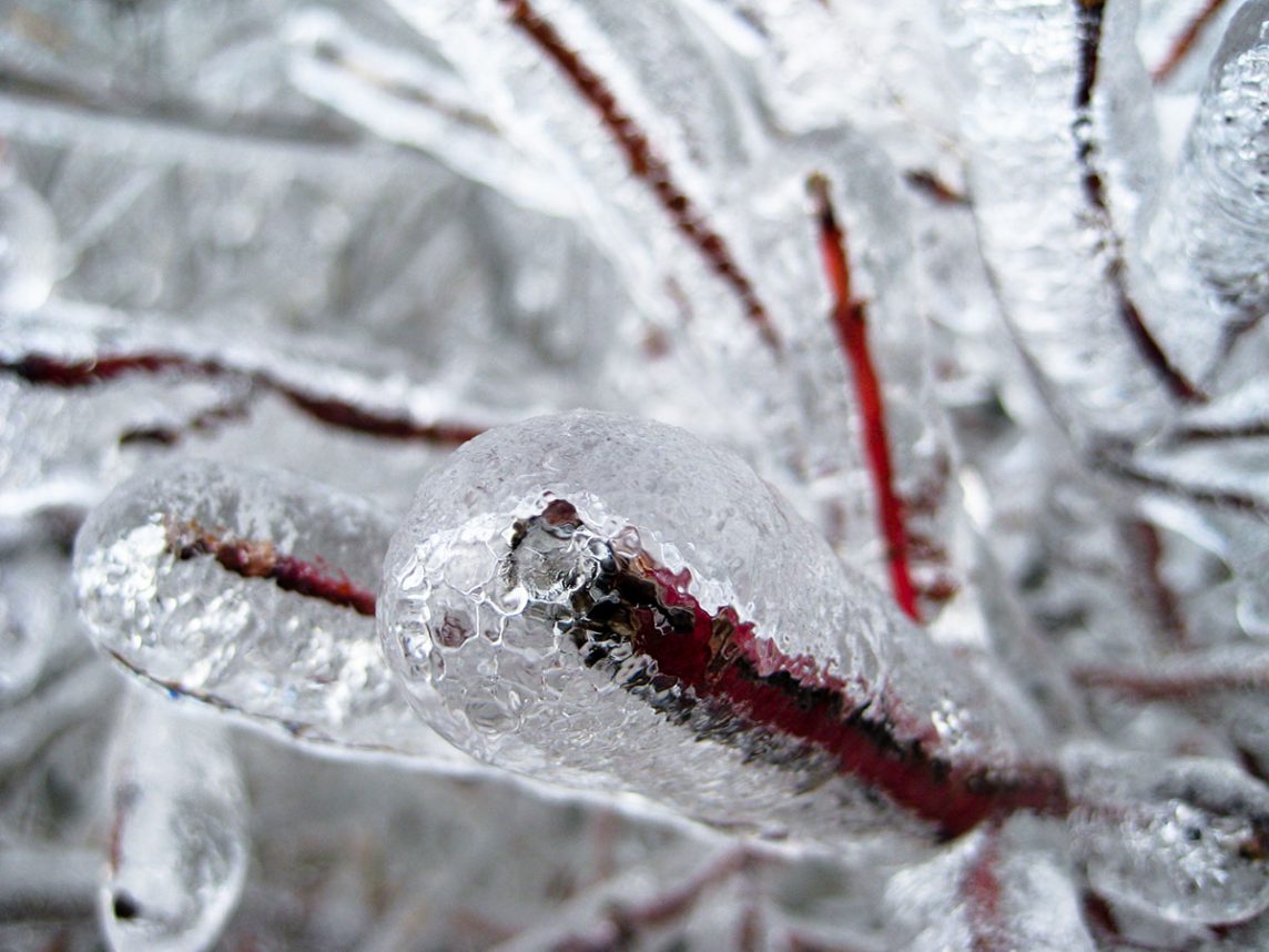  Learn how to protect plants in winter, from burlap covers to tree wraps to proper watering. 