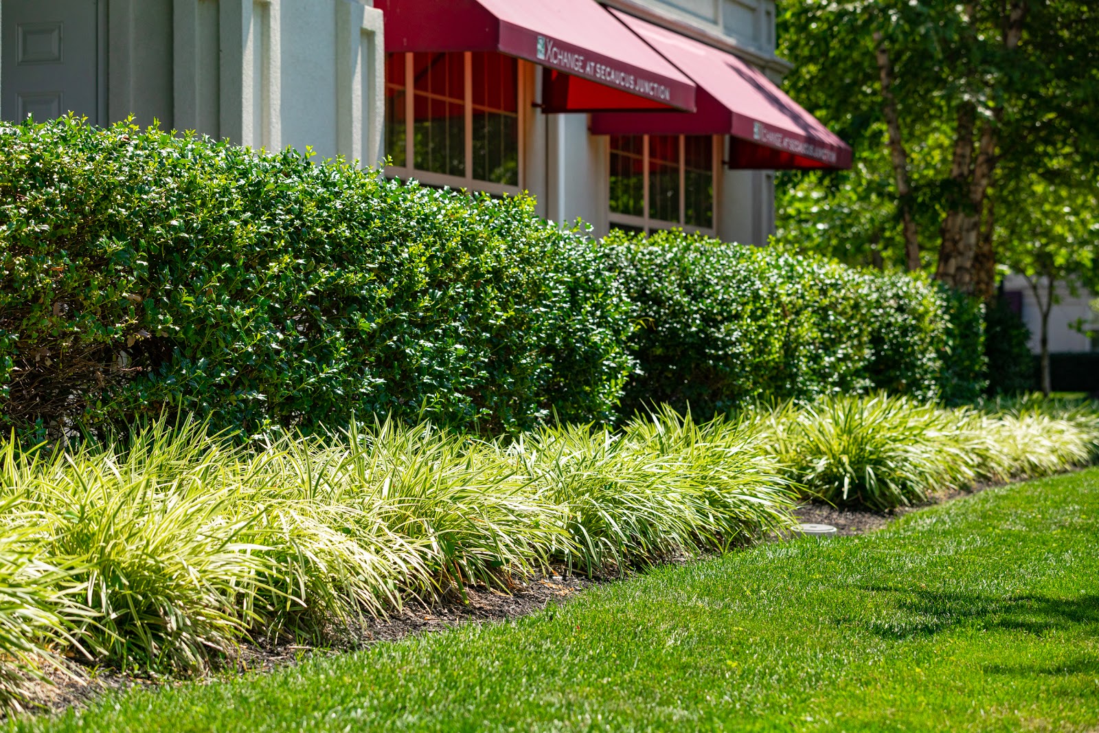 shrubs lined up next to shop